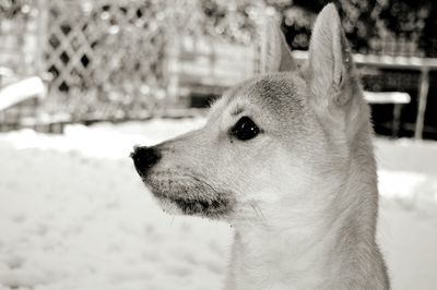 Close-up of a dog looking away