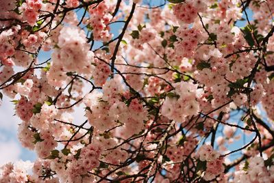 Low angle view of cherry blossoms in spring