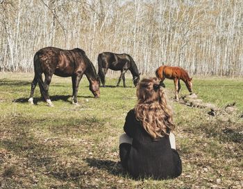 Horses grazing in a field