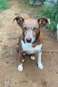 Portrait of dog on field