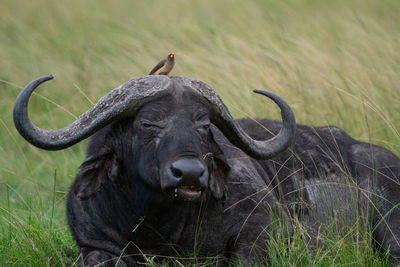 African buffalo laying in field with bird on its head