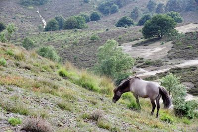 Horse on a hill 