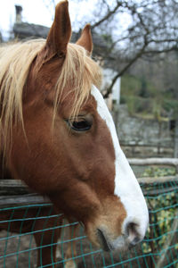 Close-up of horse in ranch