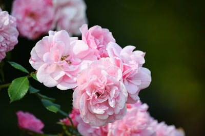 Close-up of pink roses