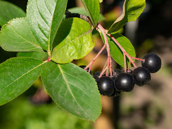 Close-up of berries growing on tree