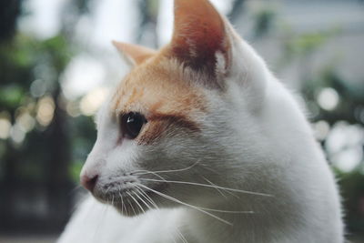 Close-up of cat looking away