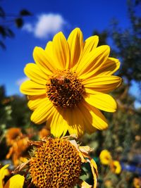 Close-up of honey bee on sunflower against sky
