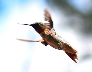 Close-up of bird flying against sky