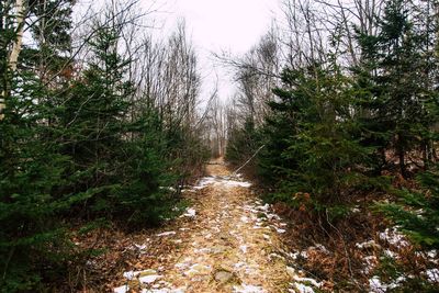 Scenic view of forest against sky