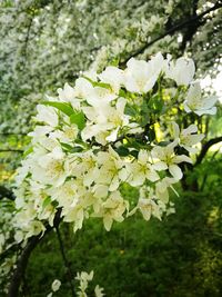 Close-up of white flowers blooming on tree