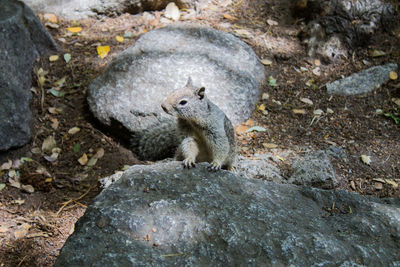 Squirrel on rock