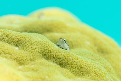 Close-up of turtle in sea