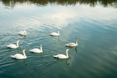 High angle view of swans swimming in the river inn