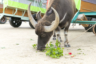 View of a horse cart