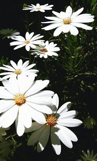 Close-up of white flowers