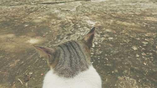 High angle view of cat on field