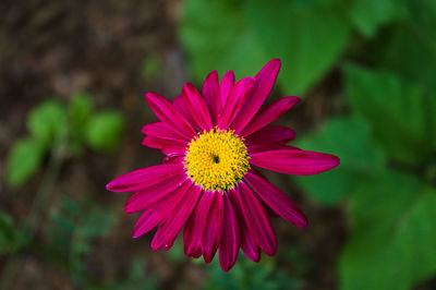 Close-up of pink flower