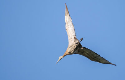 Low angle view of seagull flying