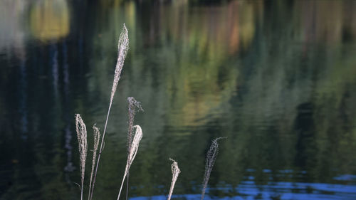 reflection