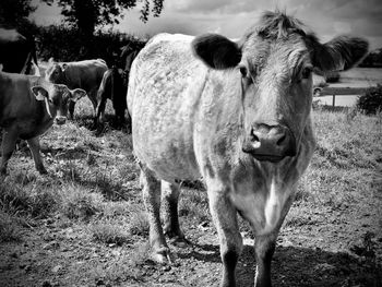 Portrait of cow standing on field