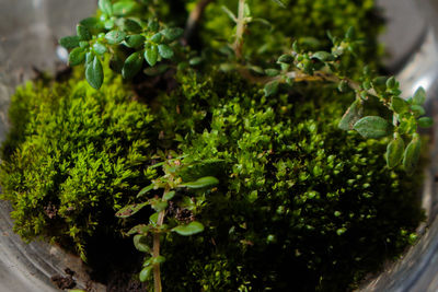 Close-up of fresh green potted plant