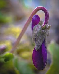 Close-up of purple flowers