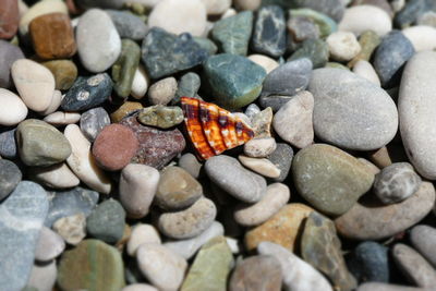 High angle view of butterfly on pebbles