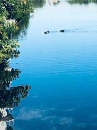 Birds flying over lake