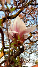 Close-up of cherry blossom tree