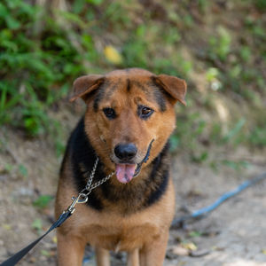 Close-up portrait of a dog