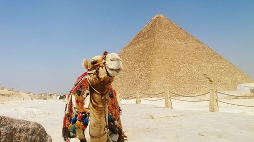 Camel standing against pyramid at desert