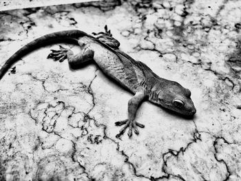 Close-up of lizard on rock