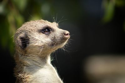 Close-up of meerkat