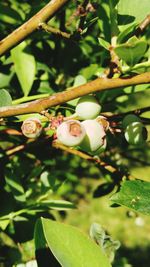 Close-up of plant growing on plant