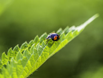 Close-up of ladybug on leaf