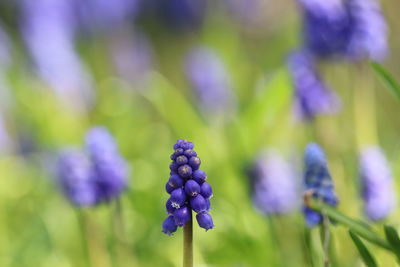 Close-up of purple flowering plant