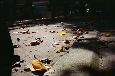 Fallen leaves on ground