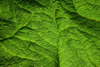 Close up of a bright green leaf