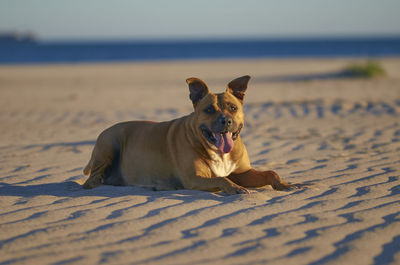 View of a dog on beach