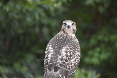 Close-up portrait of owl