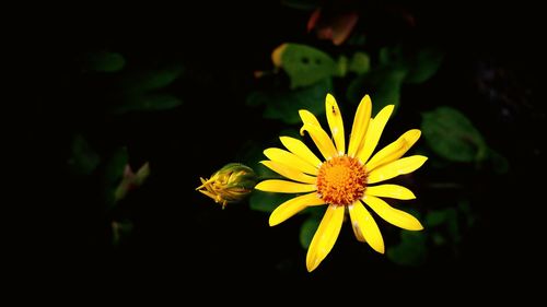 Close-up of yellow flower