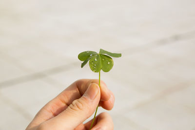 Close-up of hand holding leaf against water