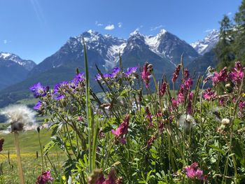 Purple flowering plants on field against mountains