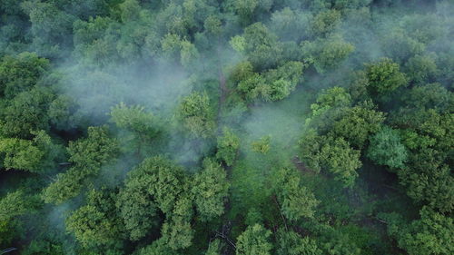 Panoramic view of trees in forest