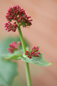 Close-up of red flowering plant