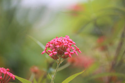 Close-up of pink flowering plant