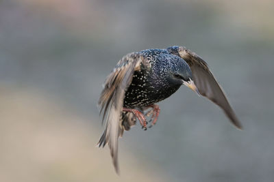 Close-up of a bird flying