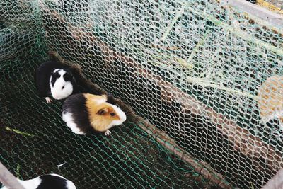 Duck in cage