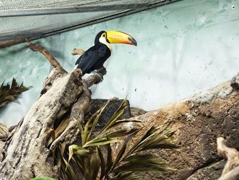 High angle view of bird perching on wall