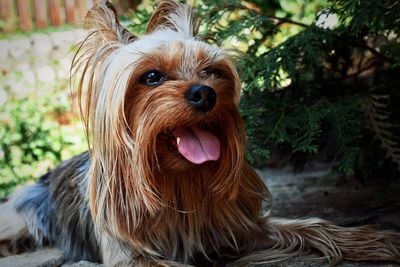 Portrait of a dog